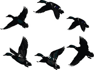 Flying mallard ducks illustration, bird in flight sequence, realistic vector, waterfowl migration, wild ducks, nature, wings spread, wildlife.