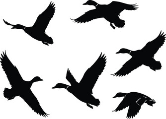 Flying mallard ducks illustration, bird in flight sequence, realistic vector, waterfowl migration, wild ducks, nature, wings spread, wildlife.