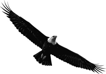 Majestic bald eagle soaring with wings spread, detailed wildlife bird, symbol of freedom, isolated on white background, flying raptor illustration.