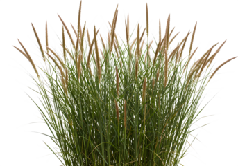 Stunning Autumn Bloom Switchgrass Ornamental Grass  Vibrant Green  Bronze Hues isolated on transparent background