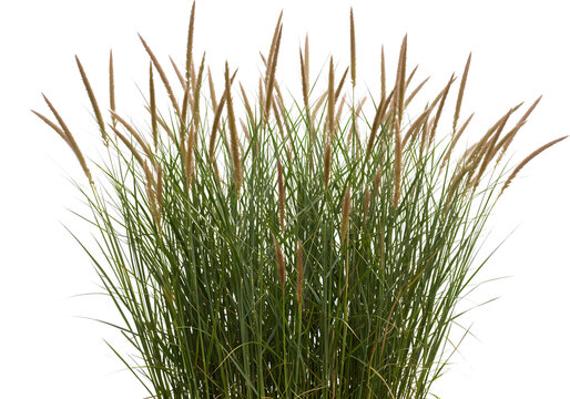 Stunning Autumn Bloom Switchgrass Ornamental Grass  Vibrant Green  Bronze Hues isolated on transparent background