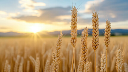 Fototapeta premium Golden wheat field at sunset, showcasing nature beauty and tranquility