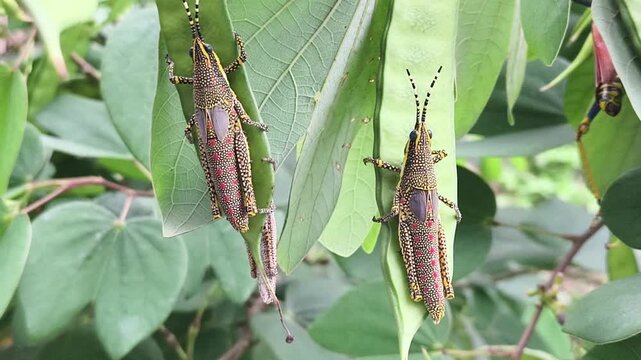 Aak Grasshopper and The Colorful Insect of Calotropis Plant