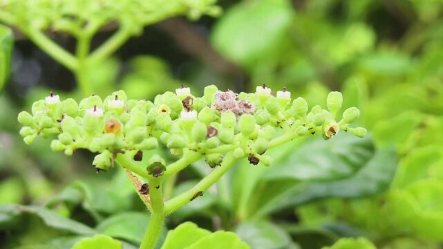 Leea indica and The Medicinal Shrub of the Tropics