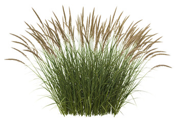Stunning Prairie Grass Nature Photography  Ornamental Grass Landscaping Bush Plant Meadow isolated on transparent background