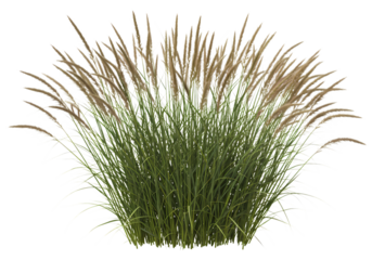 Stunning Prairie Grass Nature Photography Ornamental Grass Landscaping Bush Plant Meadow isolated on transparent background