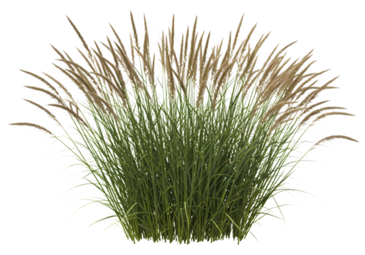 Stunning Prairie Grass Nature Photography  Ornamental Grass Landscaping Bush Plant Meadow isolated on transparent background - Powered by Adobe
