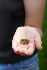 Small Green Frog on Childs Hand with blurred background, vertical
