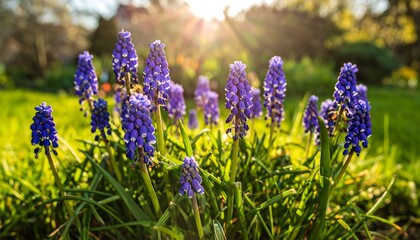Spring flowers in a garden