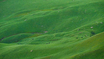 Aerial panoramic view of the green hills with a grazing herd of black horses on field in Bolshoy Bermamyt plateau, at daytime, Stavropol Krai, Russia