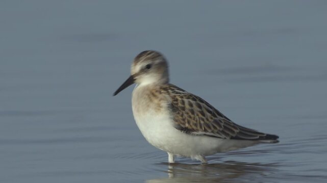 Little stint (Calidris minuta). Close-up of bird walking in water on river bank in search of food. Slow motion.