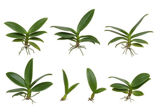 Orchid plantlets green leaves roots transparent background botanical illustration growth stages nature plant flora vegetation