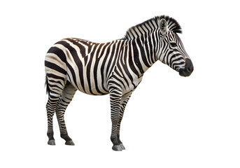 Fototapeta premium Striped Zebra Powerful African Wildlife Photography isolated on transparent background