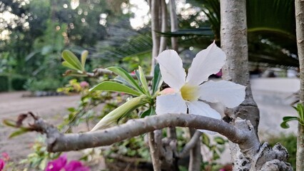 Close-Up of White Adenium Obesum Bloom with Caudex – Popular Succulent for Arid Gardens and Bonsai