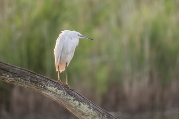 little egret perched on a tree trunk above a body of water