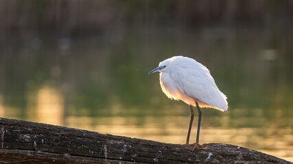 little egret perched on a tree trunk above a body of water