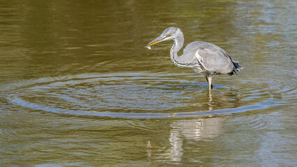 Naklejka premium gray heron with a small fish in its beak