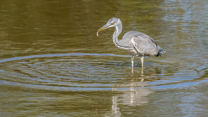 gray heron with a small fish in its beak