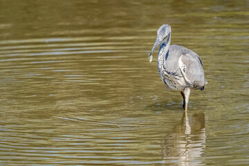gray heron with a small fish in its beak