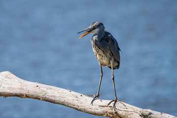 A gray heron with its beak open is perched on a dead tree trunk on a pond