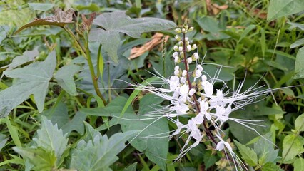 Fresh Blooming White Java Tea Flower Macro Photo Orthosiphon Aristatus with Petals and Green Leaves
