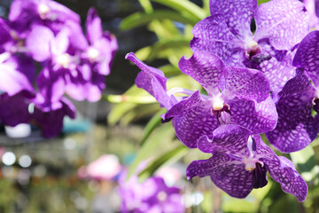 Beautiful purple orchid blooming in a green garden