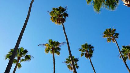 Obraz premium Palm Trees Rising into a Bright Blue Sky from a Low Angle