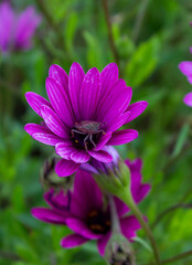 Obraz premium Hairy shieldbug (Dolycoris baccarum) on a Cape marguerite (Osteospermum ecklonis) flower, Freginals, Spain