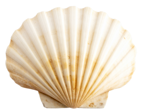  Textured Scallop Shell Close-Up with Radiating Ridges, Natural Marine Object, Isolated PNG