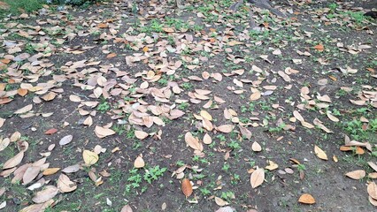 Brown autumn leaves have fallen and cover the ground, creating a natural leaf litter texture on the forest floor, a carpet of dry, dead leaves