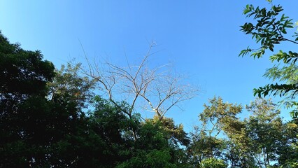 Lush greenery framing clear sky with white clouds, peaceful tropical scene perfect for relaxation, mindfulness visuals, eco-awareness campaigns, and natural lifestyle design