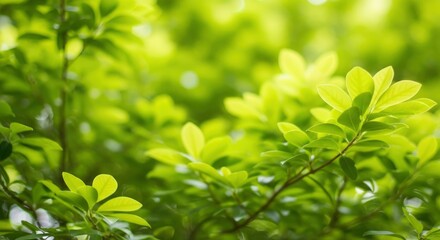 Vibrant green leaves bathed in soft sunlight, creating a fresh and natural background with beautiful bokeh. Perfect for themes of nature, growth, and environmental freshness.