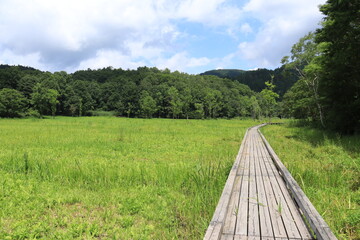 Fototapeta premium 池ヶ原湿原