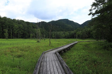 Fototapeta premium 池ヶ原湿原