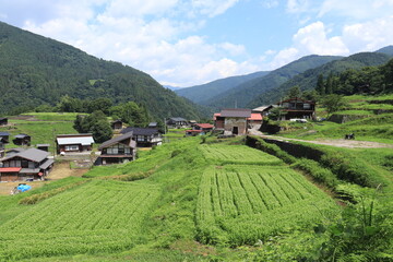 種蔵