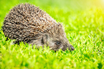 hedgehog on the grass.