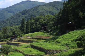 種蔵