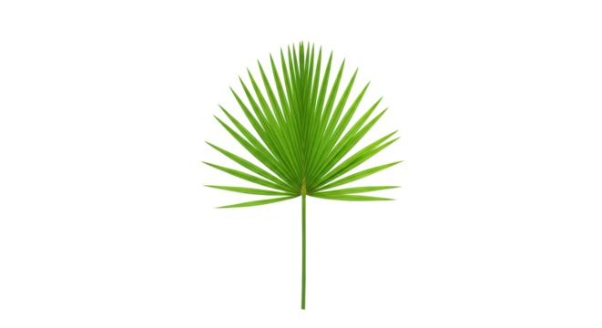 Pristine vibrant green fan palm frond lying flat, isolated on a seamless transparent background with ample negative space, soft studio lighting, symbolizing natural beauty and purity