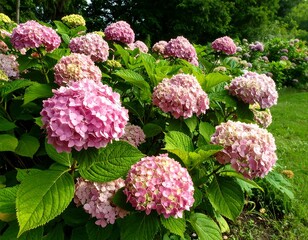 Pink Hydrangea blossoms in a garden setting
