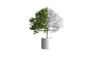Half green half dry tree in pot on a transparent background, PNG file
