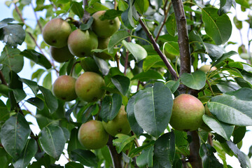 a close up of organic Pear Tree Laden with Ripe Fruit