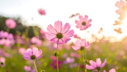 Pastel pink cosmos field at sunset