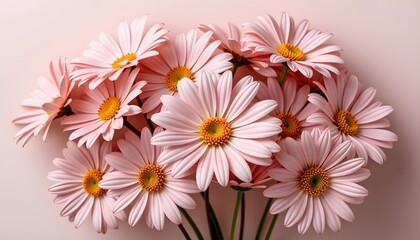 Fototapeta premium elegant cluster of whispering daisies in a minimalist style, with petal and blush tones, smooth curves, balanced composition, modern aesthetic, high resolution