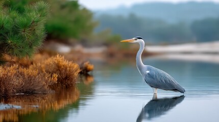 Naklejka premium Grey heron wading in calm water, tranquil morning scene with reflections
