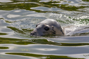 Fototapeta premium Seal in the seal sanctuary in Hel, Poland