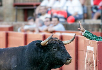 Calm authority before the clash at Maestranza Bullring in Seville