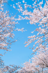 桜　花　満開