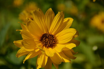 Yellow rudbeckia close-up in the garden