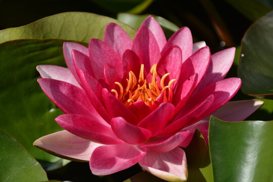 A close-up of a pink water lily in a pond on a sunny day - Powered by Adobe