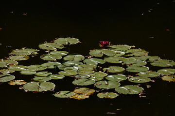 Blooming pink water lilies in a large pond